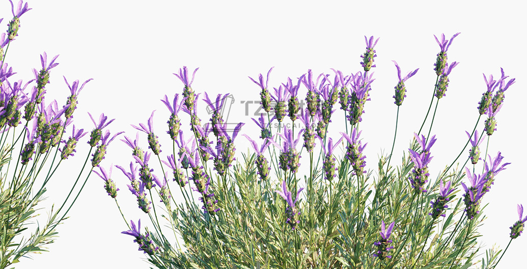 Lavandula-stoechas_PRV3.jpg