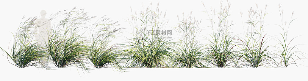 Andropogon-gerardii_PRV1.jpg