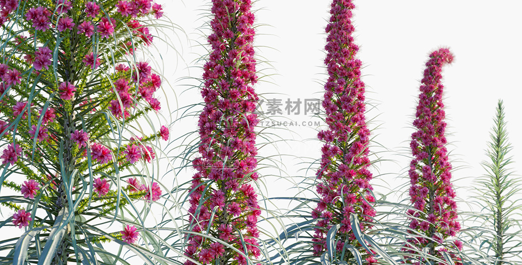 Echium-wildpretii_PRV2.jpg