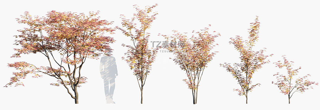 Acer-palmatum_PRV1.jpg