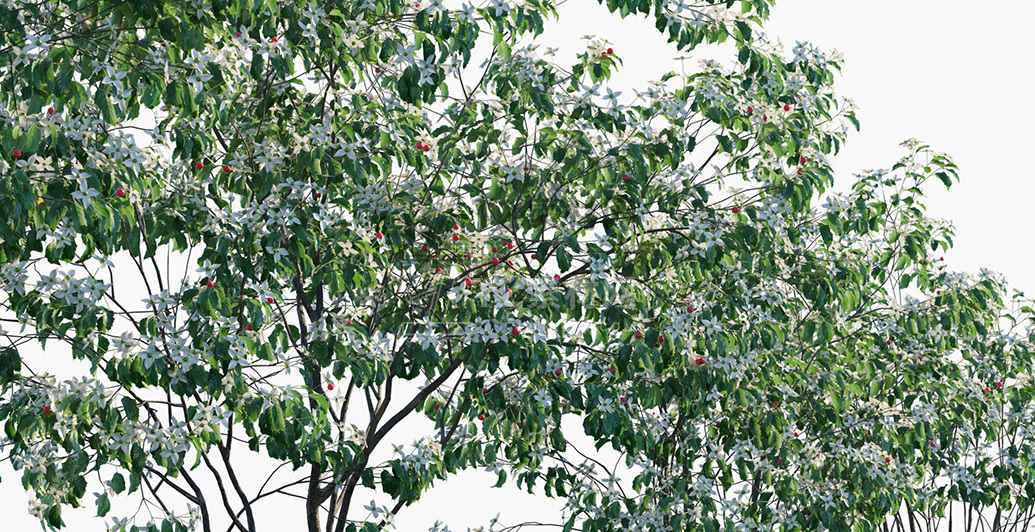 Cornus-kousa_PRV3.jpg