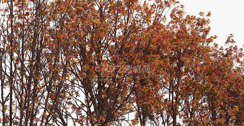 Acer-griseum_PRV3.jpg