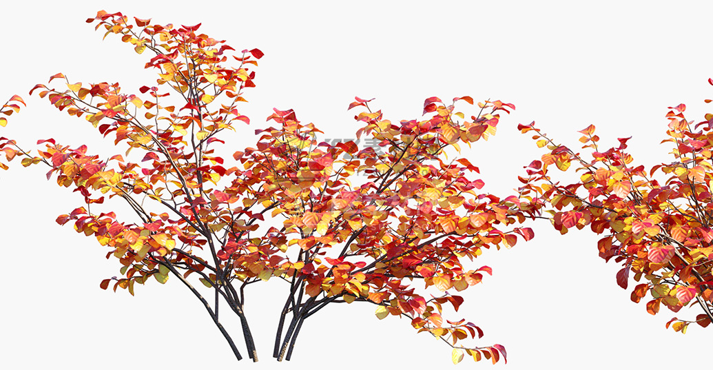 Fothergilla-gardenii_PRV3.jpg