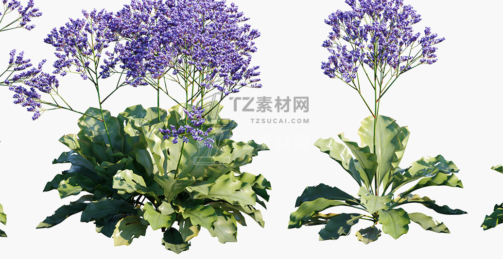 Limonium-perezii_PRV2.jpg