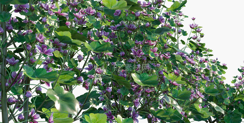 Malva-sylvestris_PRV3.jpg