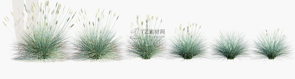 Festuca-glauca_PRV1.jpg