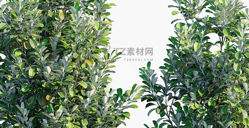 Pittosporum-crassifolium_PRV3.jpg