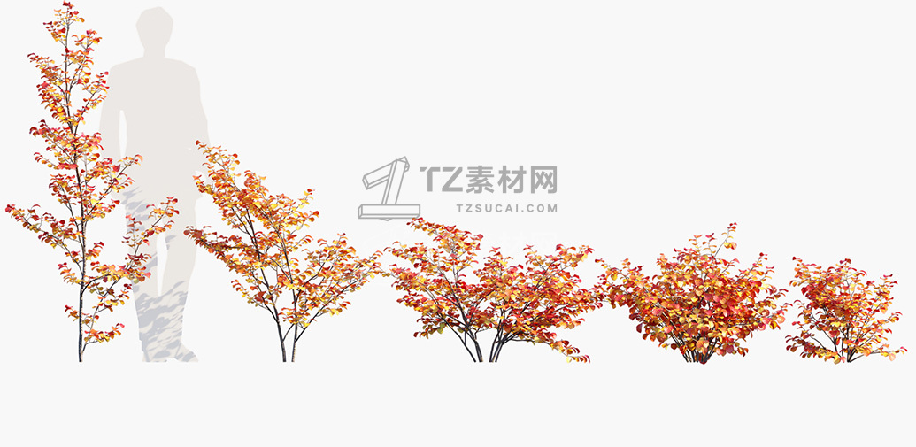 Fothergilla-gardenii_PRV1.jpg