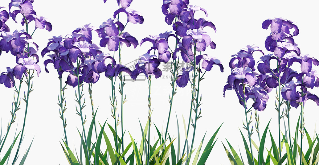 Iris-pallida_PRV2.jpg