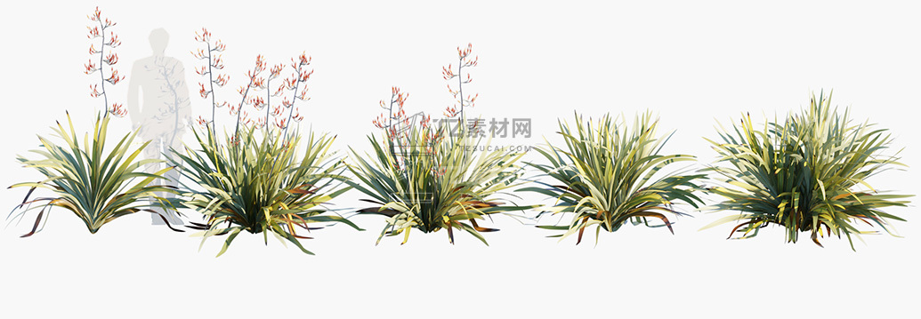 Phormium-tenax_PRV1.jpg