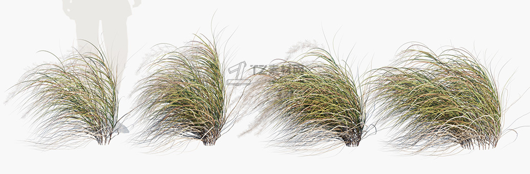 Anemanthele-lessoniana_PRV3.jpg