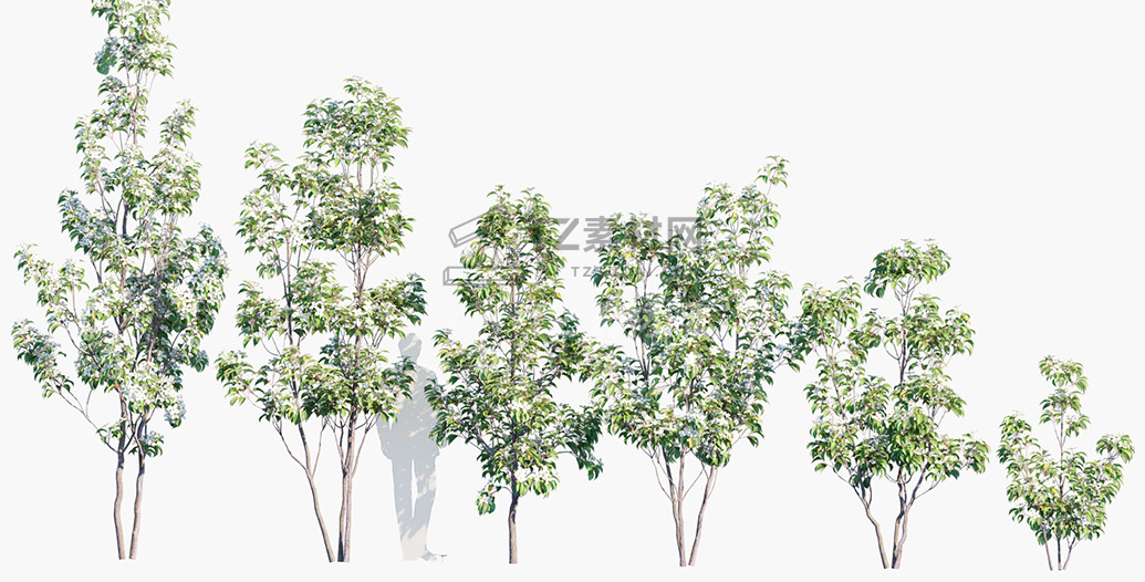 Cornus-hongkongensis_PRV1.jpg