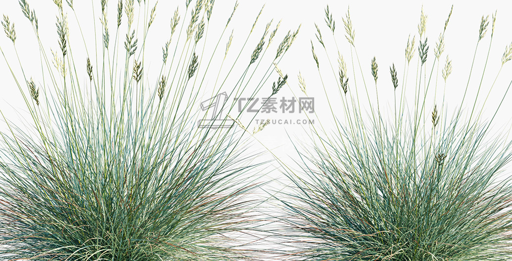 Festuca-glauca_PRV3.jpg