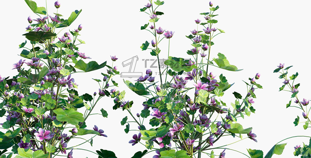 Malva-sylvestris_PRV2.jpg