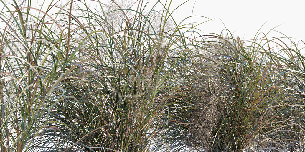Anemanthele-lessoniana_PRV4.jpg