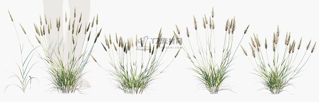 Anthoxanthum-odoratum_PRV1.jpg