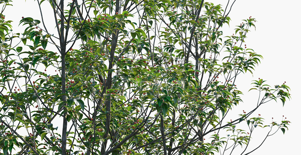 Ilex-pedunculosa_PRV2.jpg
