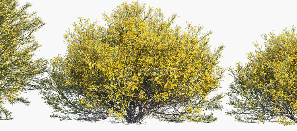Genista-acanthoclada_PRV2.jpg