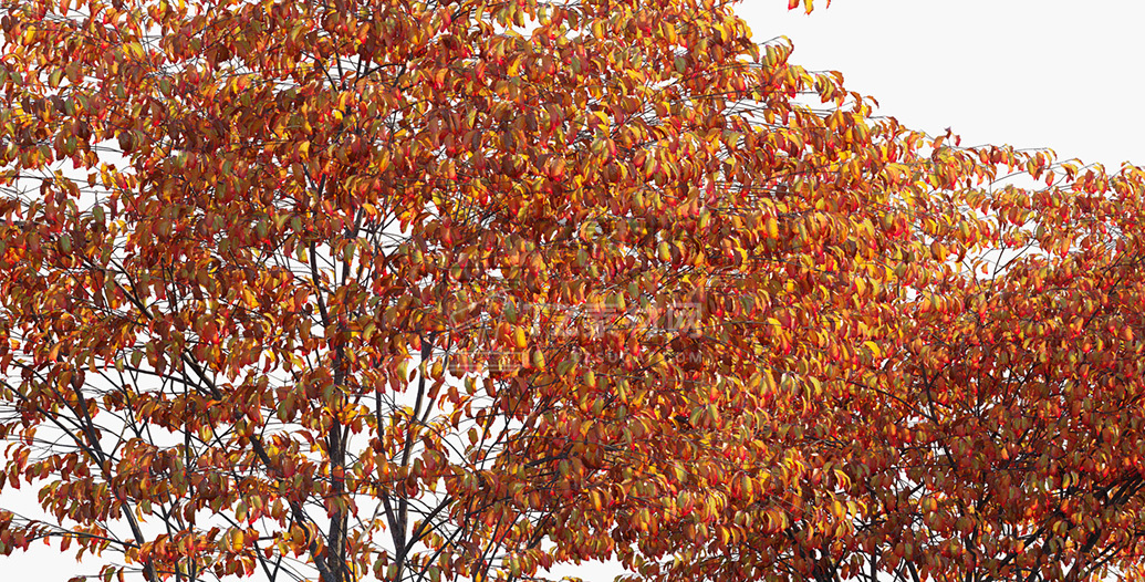 Cornus-kousa_PRV2.jpg