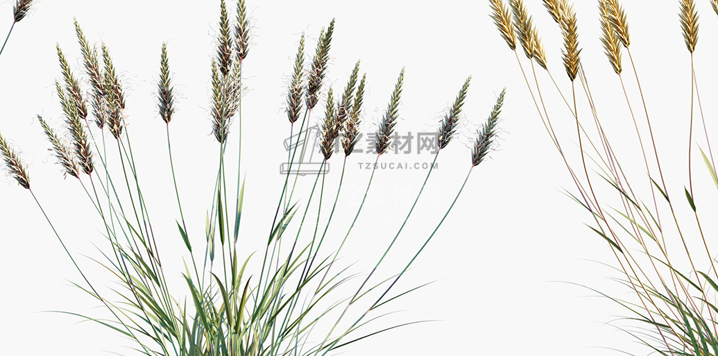 Anthoxanthum-odoratum_PRV4.jpg
