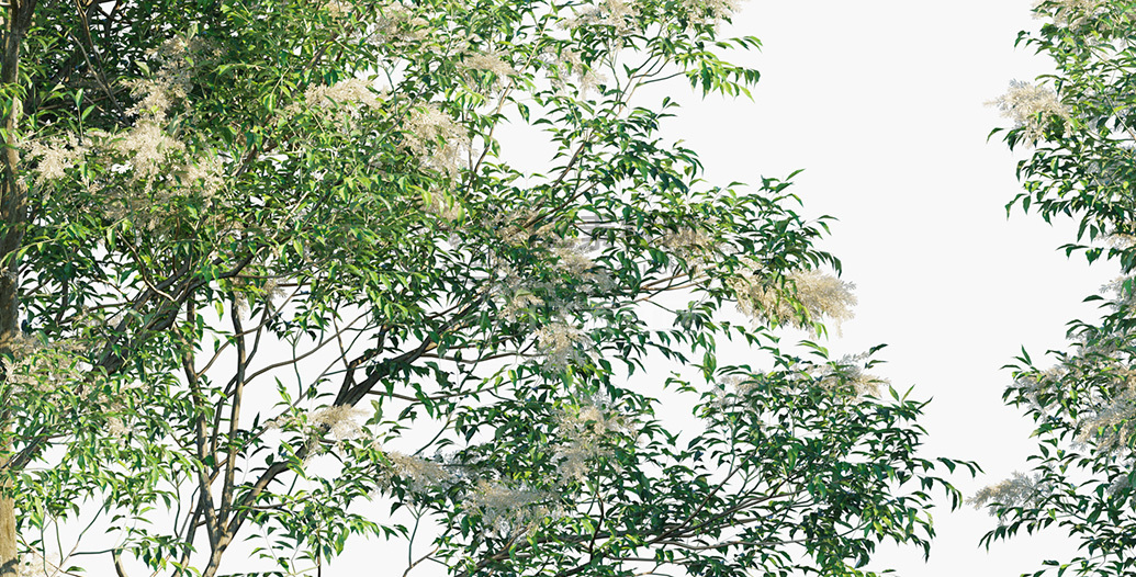 Fraxinus-griffithii_PRV4.jpg