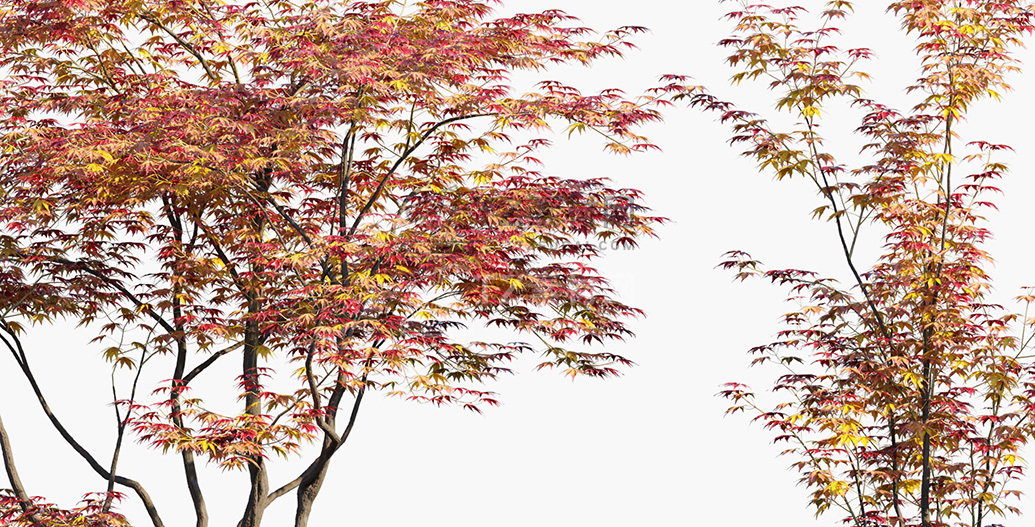 Acer-palmatum_PRV2.jpg