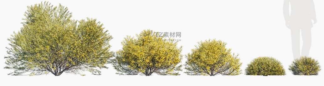 Genista-acanthoclada_PRV1.jpg