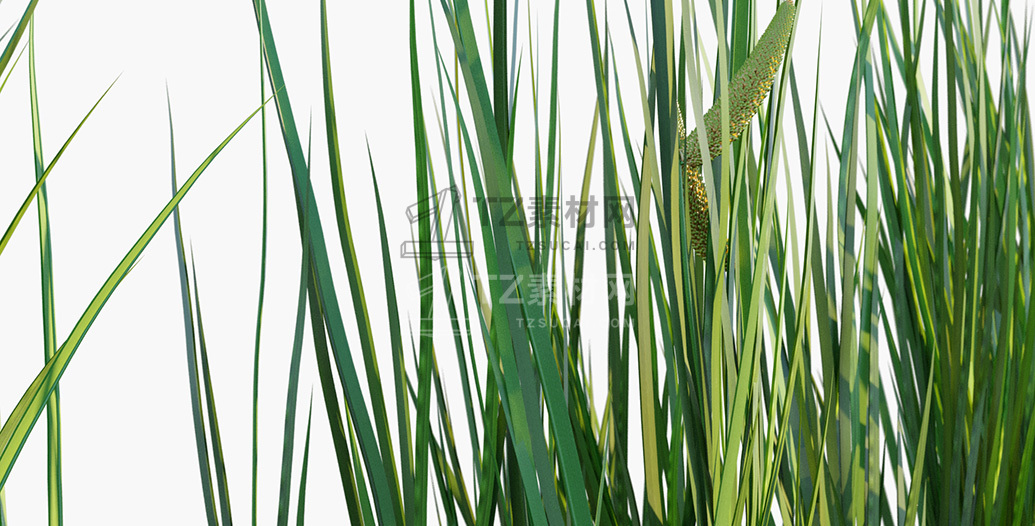 Acorus-calamus_PRV3.jpg