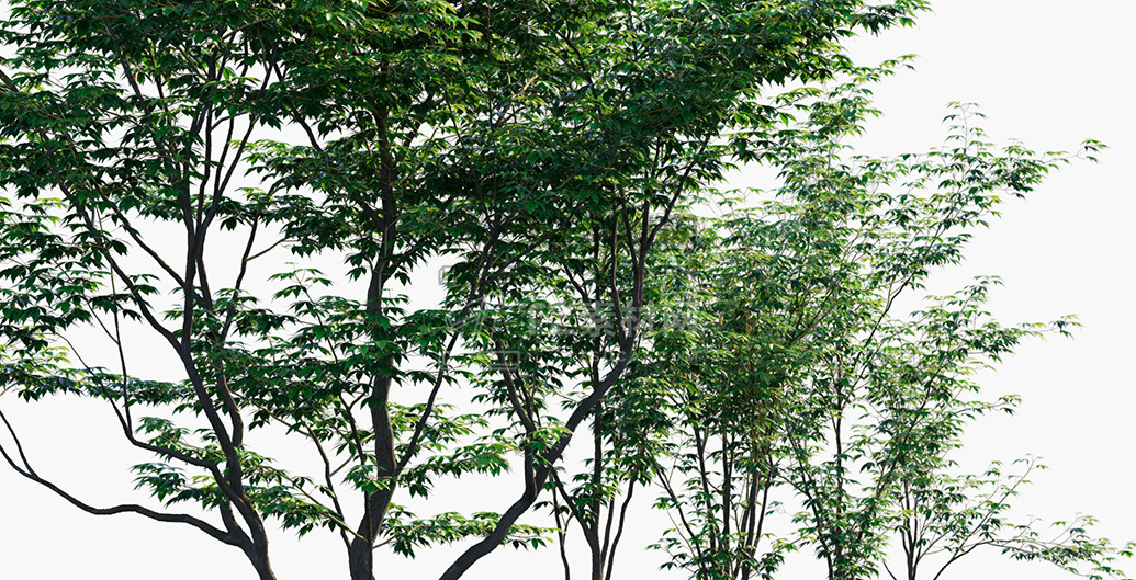 Acer-palmatum_PRV3.jpg