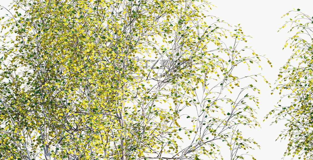 Betula-pendula_PRV2.jpg