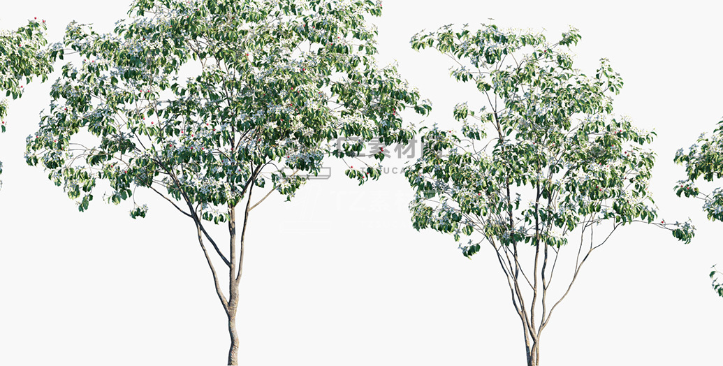 Cornus-kousa_PRV4.jpg