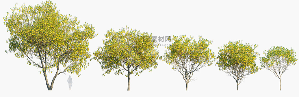 Sophora-microphylla_PRV1.jpg