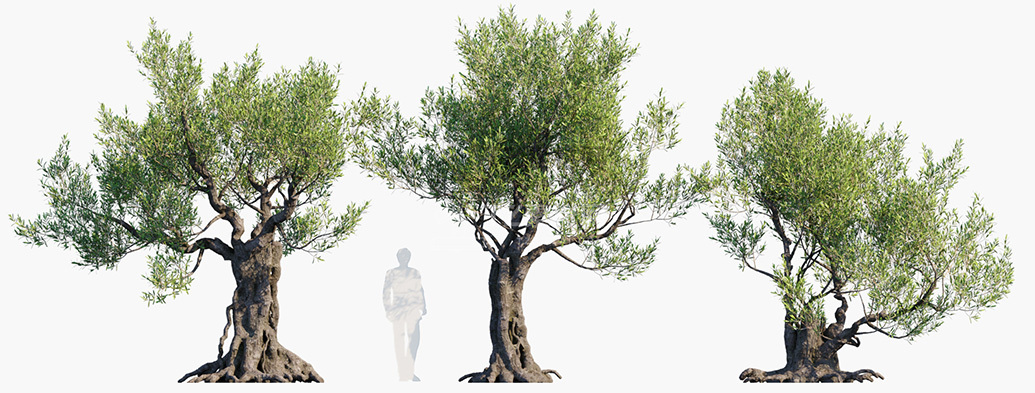 Olea-europaea_PRV1.jpg