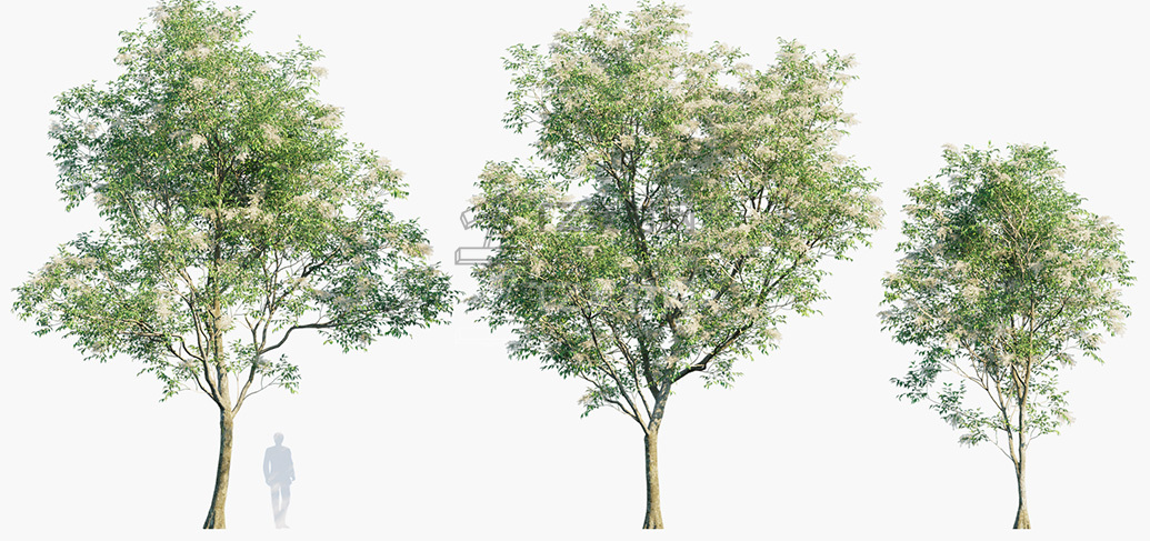 Fraxinus-griffithii_PRV1.jpg