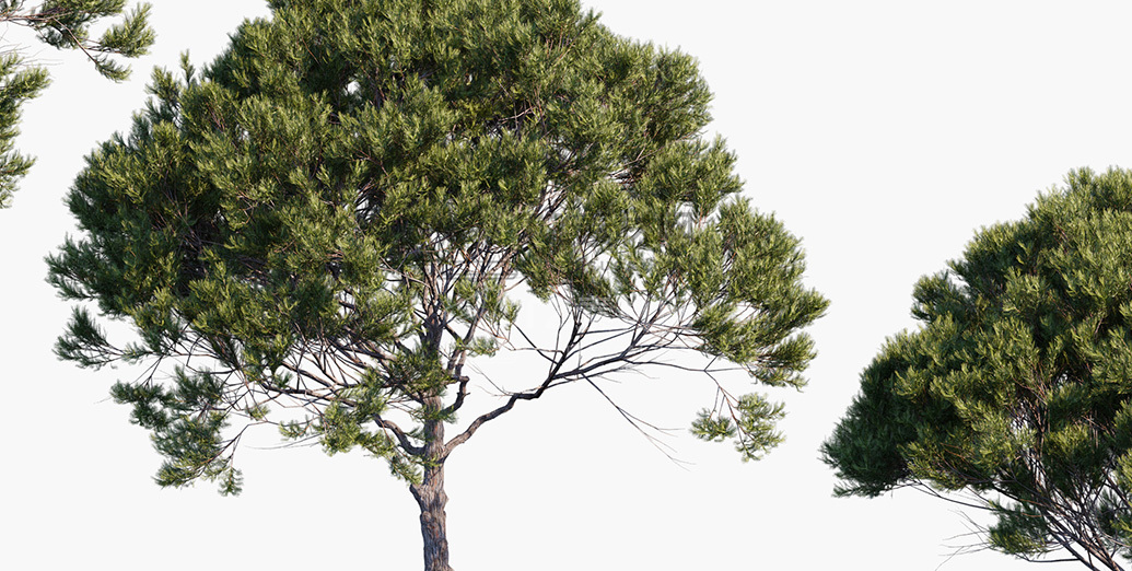 Pinus-pinea_PRV2.jpg
