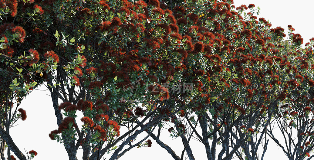 Metrosideros-excelsa_PRV3.jpg
