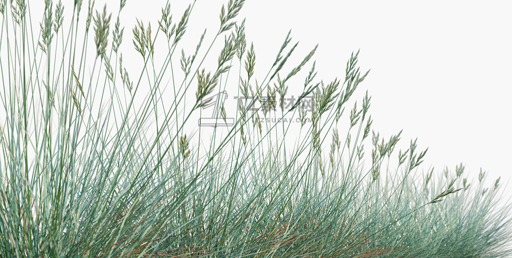 Festuca-glauca_PRV2.jpg