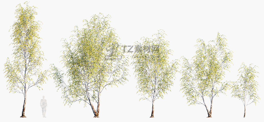 Betula-pendula_PRV1.jpg