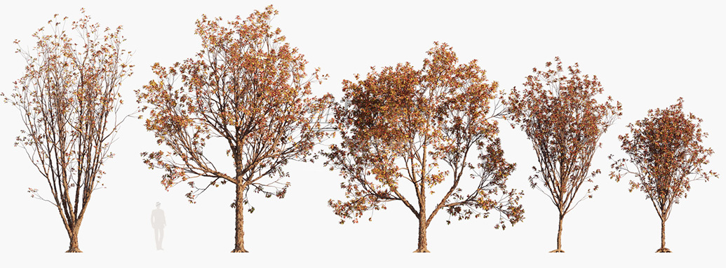 Acer-griseum_PRV1.jpg