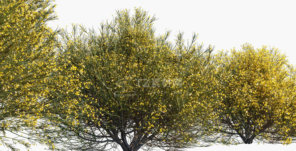 Genista-acanthoclada_PRV4.jpg