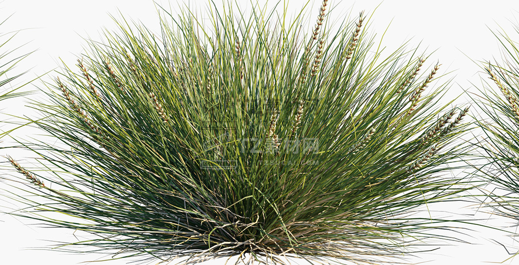 Lomandra-confertifolia-Seascape_PRV3.jpg