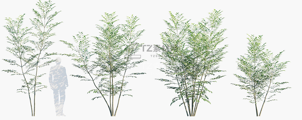Fraxinus-griffithii_PRV2.jpg