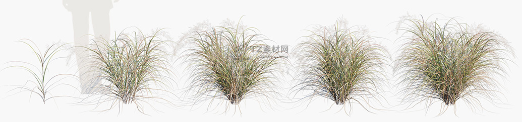 Anemanthele-lessoniana_PRV1.jpg