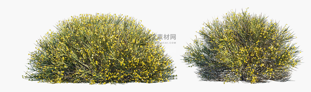 Genista-acanthoclada_PRV3.jpg