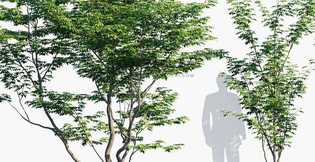 Acer-palmatum_PRV2.jpg