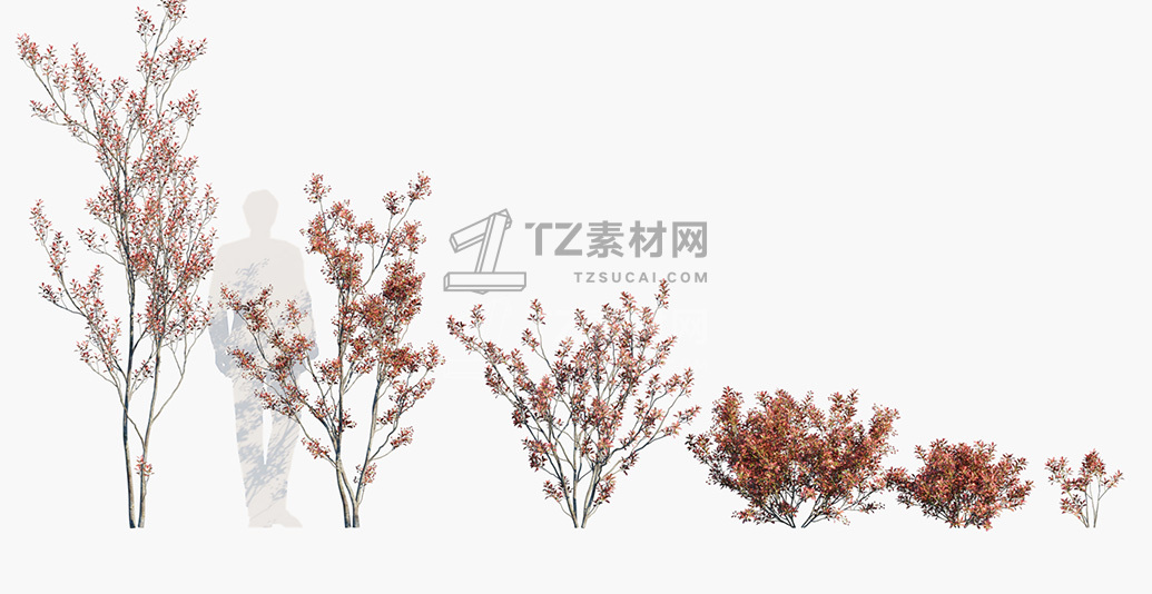 Aronia-arbutifolia_PRV1.jpg