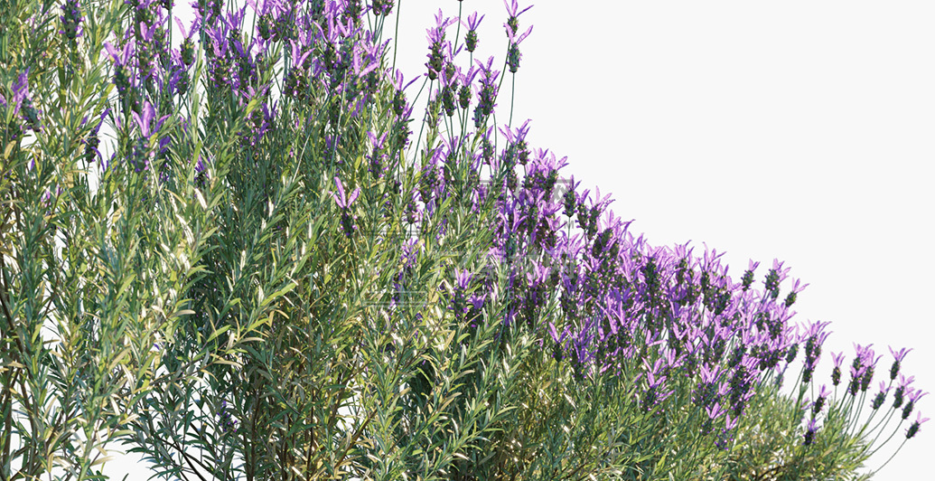 Lavandula-stoechas_PRV2.jpg
