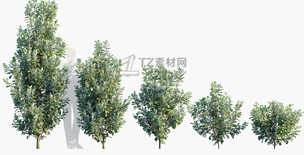 Pittosporum-crassifolium_PRV1.jpg