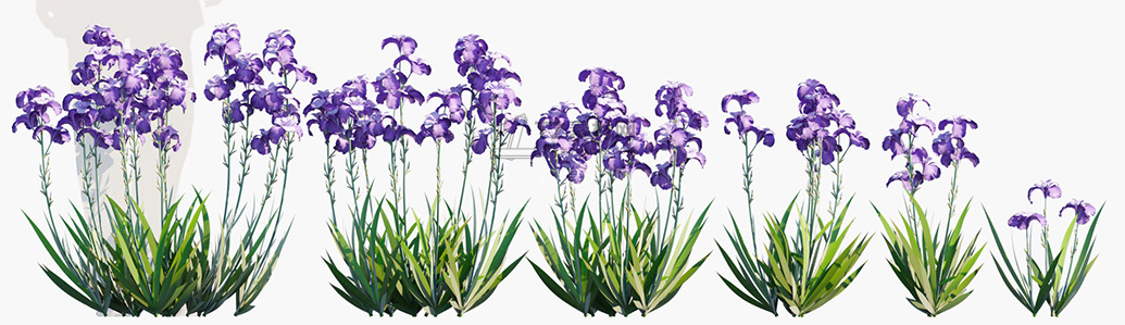 Iris-pallida_PRV1.jpg