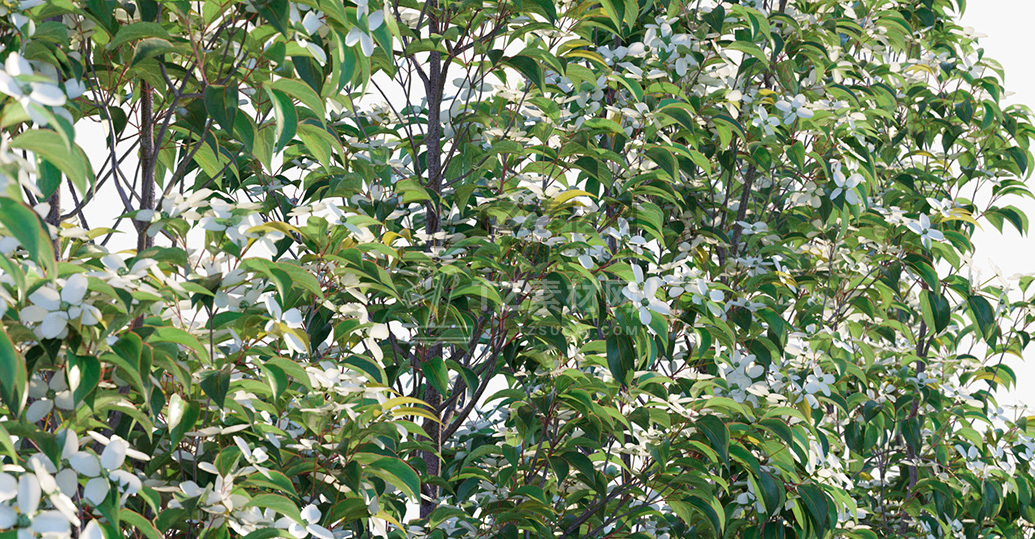 Cornus-hongkongensis_PRV3.jpg